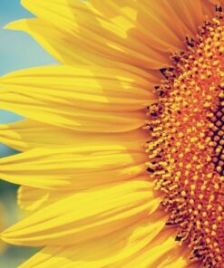 Tournesol