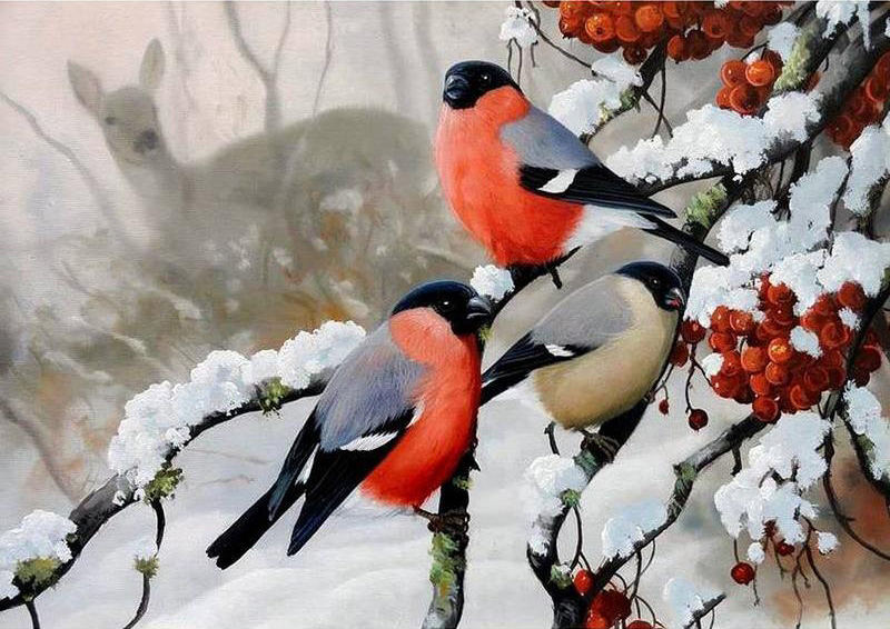 Oiseaux
