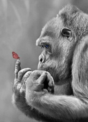Singe