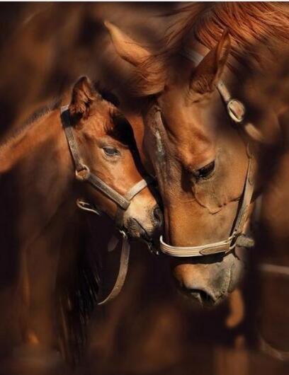 Chevaux