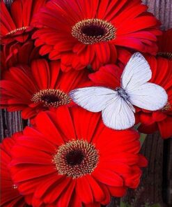 Autres Fleurs